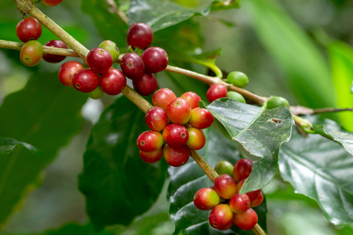 Arabica Coffee berries on a tree